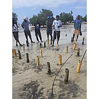Mangrove Restoration Training - AU-IBAR Collaboration with KMFRI image